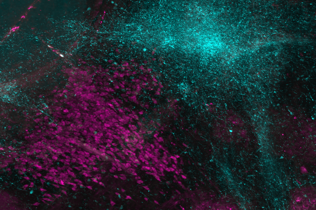 Mouse brain hemisphere displaying ChAT-positive neurons in both the brainstem and basal forebrain and dense labeling of Neuropeptide Y throughout the hypothalamus. 

Tissue immunolabeled anti-NPY (cyan) and anti-ChAT (magenta). Imaged using at 4 µm Z-step and 1.8 µm XY pixel size. 

Tissue courtesy of Hongwei Dong, Bin Zhang, and Neda Khanjani and the Center for Integrative Connectomics (CIC) lab.
