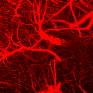 Lectin stain of mouse blood vessels, imaged with SmartSPIM