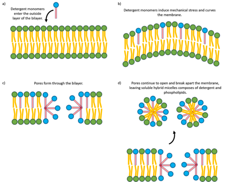 How do detergents dissolve lipid membranes?