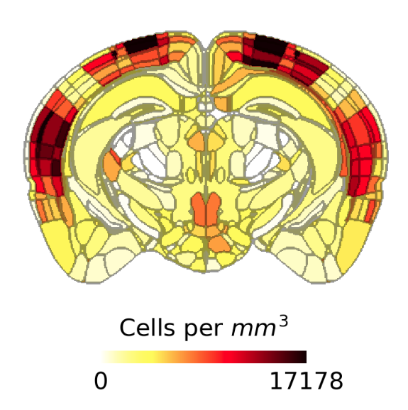Heat map showing c-FOS+ fluorescence intensity by brain region in whole mouse brain
