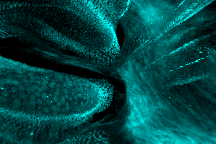 PV staining of cells in intact mouse cerebellum, imaged with SmartSPIM