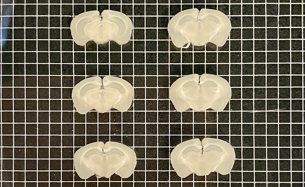 2x3 Mouse brain array sliced into 500 μm sections