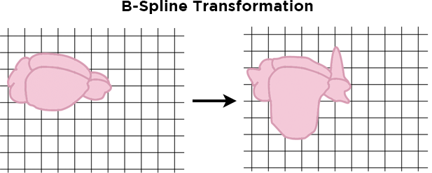 B-spline transformation figure