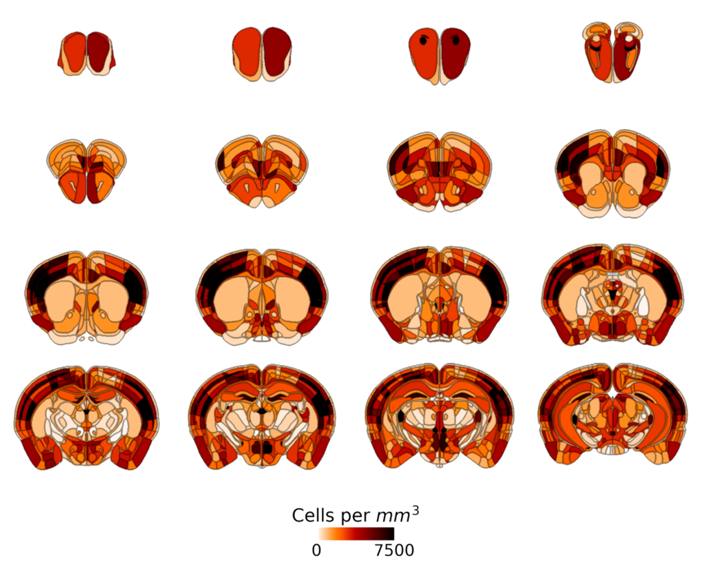 c-FOS expression in whole mouse brain, imaged with MegaSPIM and quantified with SmartAnalytics