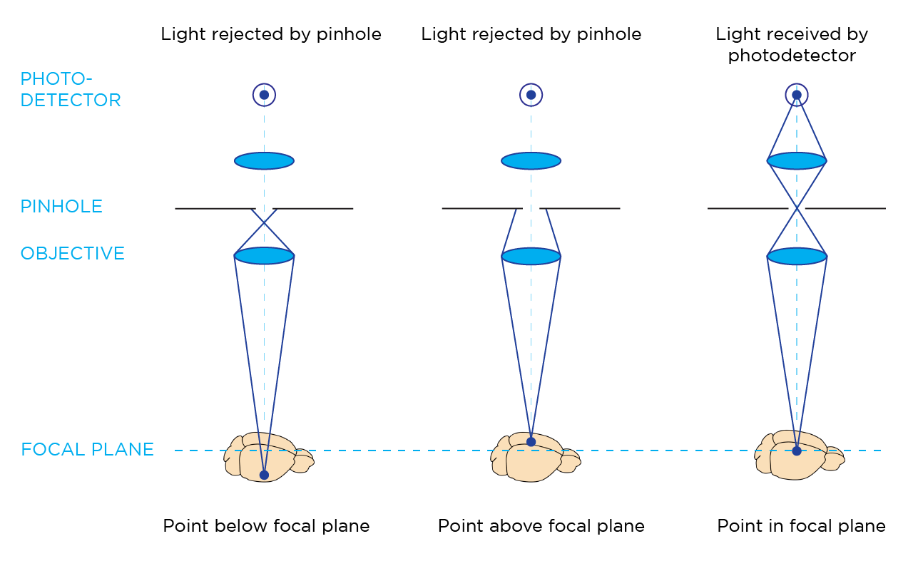 Light Sheet Microscopy Advantages Shelly Lighting