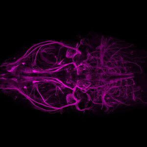 tdTomato traces ennervation in whole mouse head with attached skull and spine, processed with modified SHIELD & Clear+ method by Dr. Jun Takato at MIT