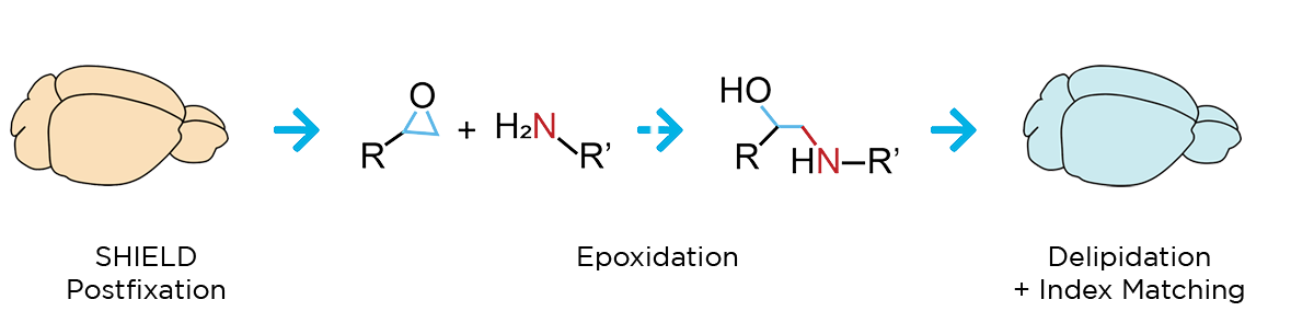 SHIELD postfixation process