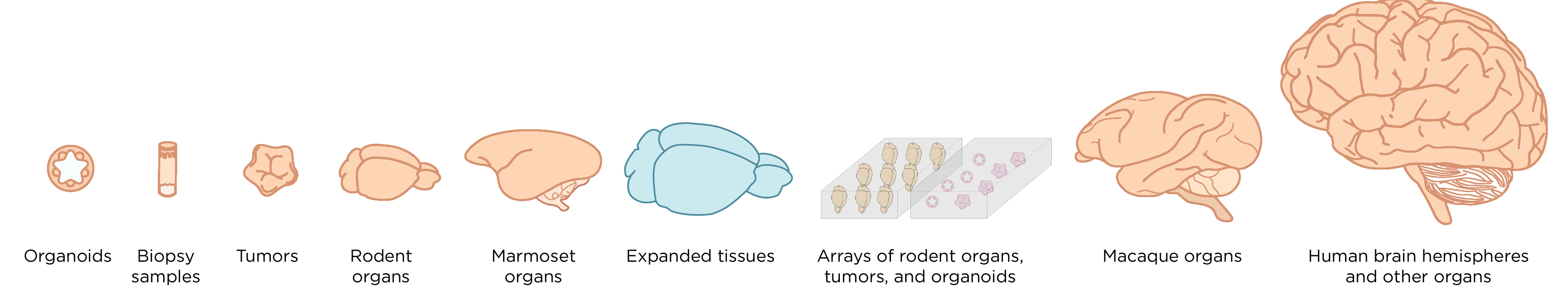 Figure showing Megatome tissue sectioning capabilities for different sample types and sizes