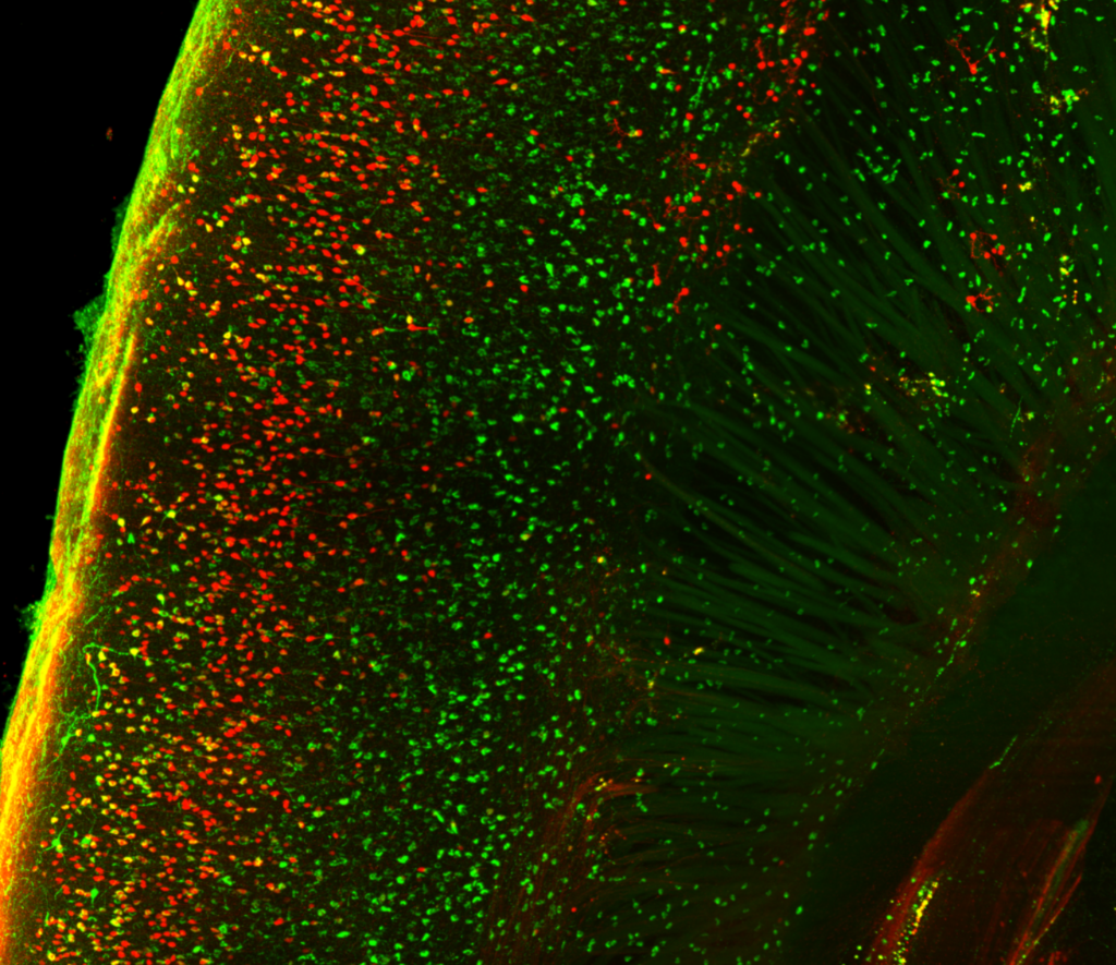 Image showing proximity mapping in mouse brain