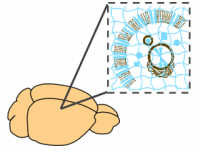 Figure 1. SHIELD cross-links biological samples.